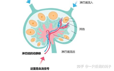 腋下流血|腋下淋巴结有血流信号怎么回事